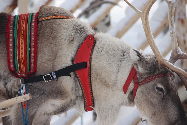 Finland-reindeer-gac92d3cb5_1280-600x400
