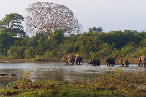 Sri-Lanka-elephants-4864738_1280-600x400