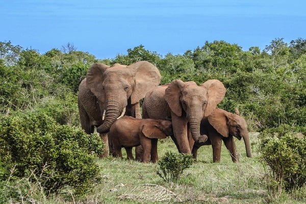 Rwanda-freepixabayfoto-elephant-family-2776148_1280